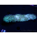 WYSIWYG polyphyllia talpina (17 cm)