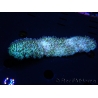 WYSIWYG polyphyllia talpina (17 cm)