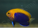 Centropyge acanthops WYSIWYG1 élevage MERS 2-4 cm