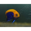 Centropyge acanthops WYSIWYG2 élevage MERS 2-4 cm