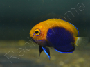 Centropyge acanthops WYSIWYG2 élevage MERS 2-4 cm