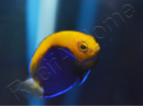 Centropyge acanthops WYSIWYG3 élevage MERS 2-4 cm