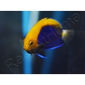 Centropyge acanthops WYSIWYG3 élevage MERS 2-4 cm