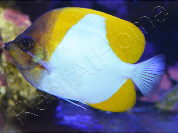 Hemitaurichtys polylepis WYSIWYG