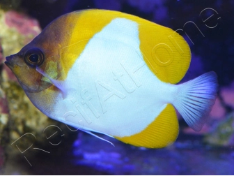 Hemitaurichtys polylepis WYSIWYG