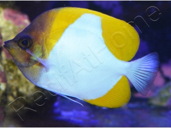 Hemitaurichtys polylepis WYSIWYG