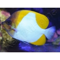 Hemitaurichtys polylepis WYSIWYG