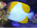 Hemitaurichtys polylepis WYSIWYG