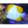 Hemitaurichtys polylepis WYSIWYG