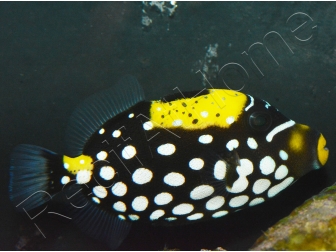Balistoides conspicillum 6-8 cm