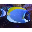 Acanthurus leucosternon WYSIWYG 8-10 cm