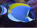 Acanthurus leucosternon WYSIWYG 8-10 cm