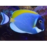 Acanthurus leucosternon WYSIWYG 8-10 cm