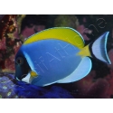 Acanthurus leucosternon WYSIWYG 8-10 cm