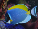 Acanthurus leucosternon WYSIWYG 8-10 cm