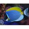 Acanthurus leucosternon WYSIWYG 8-10 cm