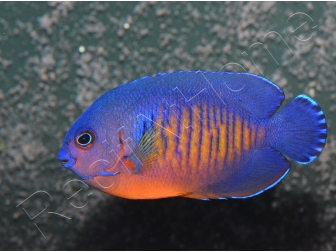 Centropyge bispinosa WYSIWYG 5-7 cm
