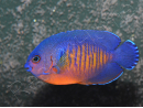 Centropyge bispinosa WYSIWYG 5-7 cm