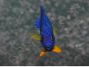 Centropyge bispinosa WYSIWYG 5-7 cm