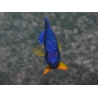 Centropyge bispinosa WYSIWYG 5-7 cm