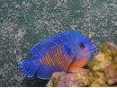 Centropyge bispinosa WYSIWYG 5-7 cm