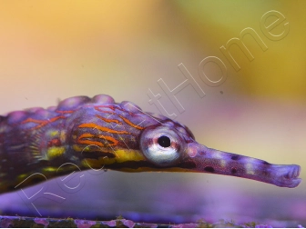 Corythoichthys intestinalis 10-12 cm