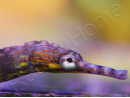 Corythoichthys intestinalis 10-12 cm