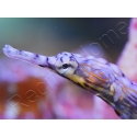 Corythoichthys intestinalis 10-12 cm