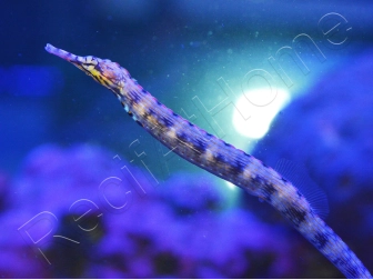 Corythoichthys intestinalis 10-12 cm