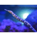 Corythoichthys intestinalis 10-12 cm