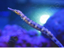 Corythoichthys intestinalis 10-12 cm