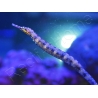 Corythoichthys intestinalis 10-12 cm