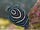 Pomacanthus imperator WYSIWYG1 juvénile 2-5 cm