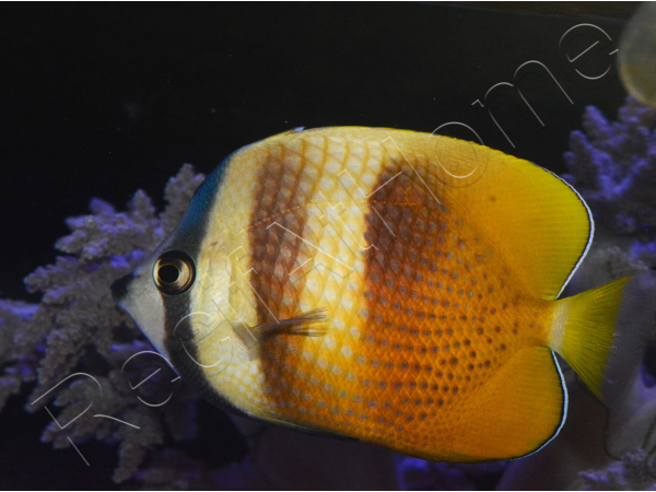Chaetodon kleinii WYSIWYG1 7-9 cm