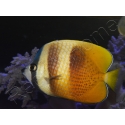 Chaetodon kleinii WYSIWYG1 7-9 cm
