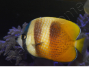 Chaetodon kleinii WYSIWYG1 7-9 cm