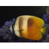 Chaetodon kleinii WYSIWYG1 7-9 cm