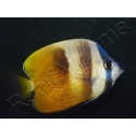Chaetodon kleinii WYSIWYG1 7-9 cm