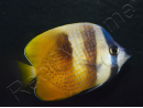 Chaetodon kleinii WYSIWYG1 7-9 cm