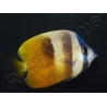 Chaetodon kleinii WYSIWYG1 7-9 cm