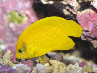 Centropyge heraldi WYSIWYG1 5-7 cm
