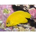 Centropyge heraldi WYSIWYG1 5-7 cm