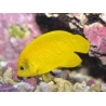 Centropyge heraldi WYSIWYG1 5-7 cm