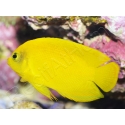 Centropyge heraldi WYSIWYG1 5-7 cm