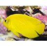 Centropyge heraldi WYSIWYG1 5-7 cm