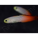 Nemateleotris magnifica 5-7 cm