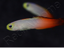 Nemateleotris magnifica 5-7 cm