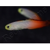 Nemateleotris magnifica 5-7 cm