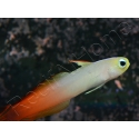 Nemateleotris magnifica 5-7 cm