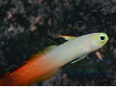 Nemateleotris magnifica 5-7 cm